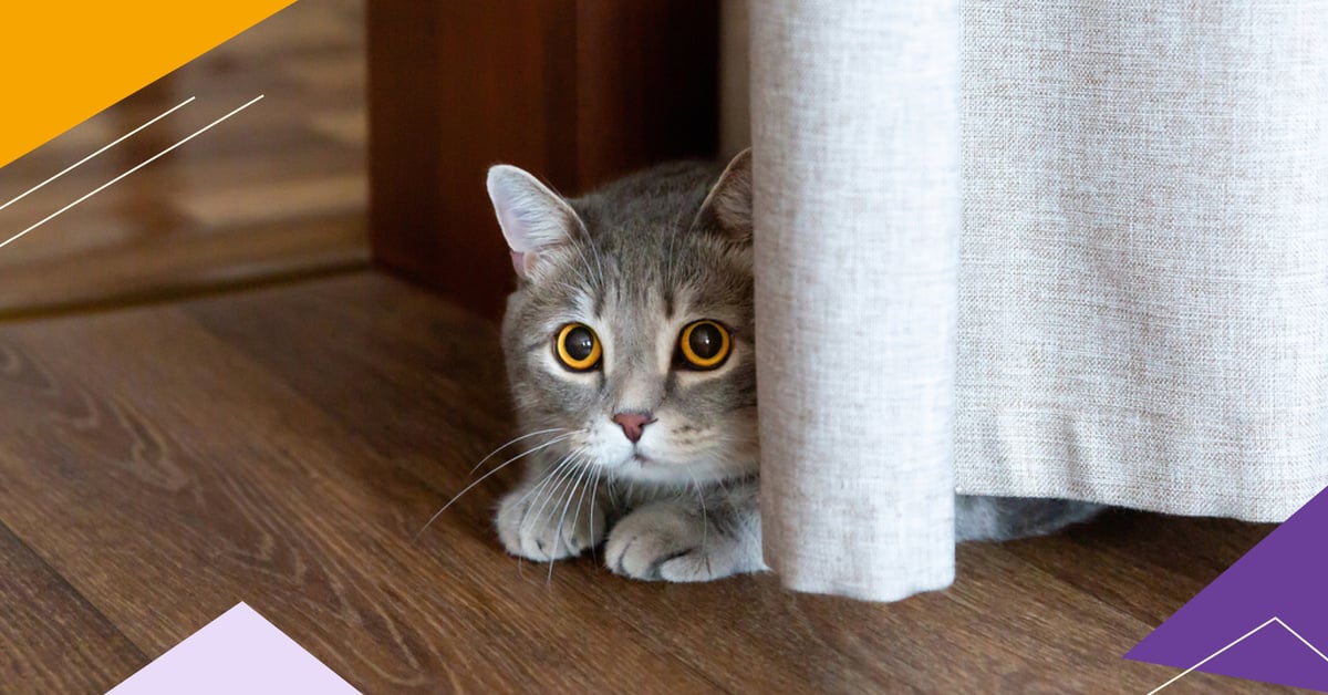 The Pet Parent’s Guide to Cat Anxiety Treatments - Feline Anxiety Disorders In Cats Treatment